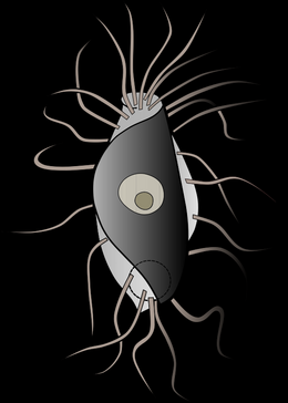 Hemimastix amphikineta rajza Foissner et al., 1988 szerint[1]