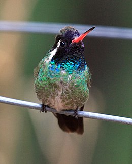 Fehérfülű kolibri (Basilinna leucotis)