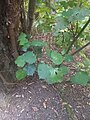 Kawakawa plant