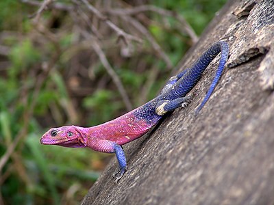 Kaya keleri türü (Agama mwanzae) (Üreten: Chmehl)