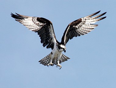 Osprey