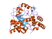 1z28: Crystal Structures of SULT1A2 and SULT1A1*3: Implications in the bioactivation of N-hydroxy-2-acetylamino fluorine (OH-AAF)