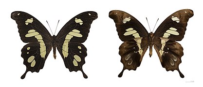 Museum specimen ♂ Both sides