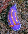 Pectenodoris trilineata