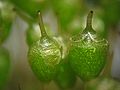 calyptra and capsula, magnified 30 times, Photo by Kristian Peters