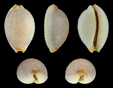 Staphylaea staphylaea laevigata