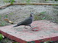 Halbmondtaube Red-eyed Dove