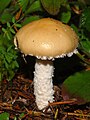 Stropharia ambigua