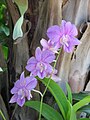 Dendrobium cultivar