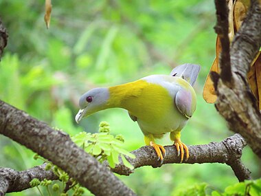 Porumbel verde cu picioare galbene (Treron phoenicopterus)