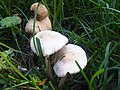 Párducpereszke (Tricholoma pardinum)