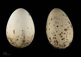 Eggs of C. c. poiocephalus from Banc d'Arguin, Mauritania - MHNT