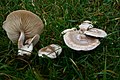 !!!Clitocybe rivulosa!!!