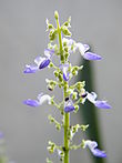 Coleus inflorescence