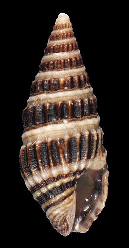 Crassispira quadrifasciata