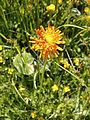 Crepis aurea