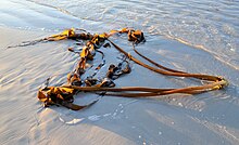 Auf einem feinen Sandstrand liegende und von den Wellen umspülte Braunalge aus einem knubbeligen Rhizoid und daraus wachsenden vier langen Stielen, die in mehreren langgestreckten Blättern beziehungsweise Phylloiden enden