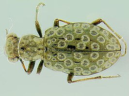 Elaphrus angusticollis