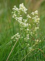 Galium boreale: habitus, Photo by Kristian Peters