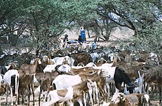 Tuareg állattenyésztők a nyájjal