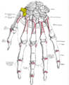 Bones of the left hand. Dorsal surface. Trapezium shown in yellow.