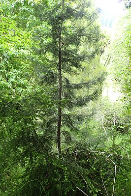 Halocarpus kirkii