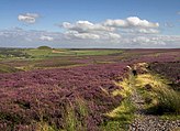 Heather moorland on the North York Moors mainly consisting of Calluna vulgaris.