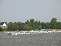 Nashornpelikane vor Hecla Island