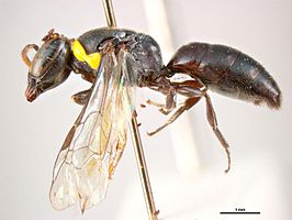 Hylaeus callosus