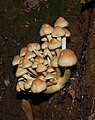 Hypholoma fasciculare