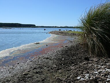 An image of Lake Horowhenua shore.