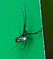 Leucauge argyra in Costa Rica