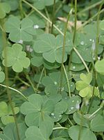 Marsilea azorica