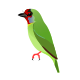 Malabar Barbet