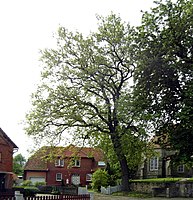 Stieleiche an der Holtenser Kirche