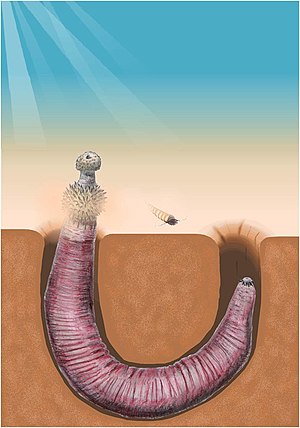 Life restoration of Ottoia' in natural environment with nearby Haplophrentis.