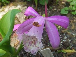 Pleione formosana