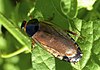 A surinam cockroach on a leaf. It is brown and black in colour.