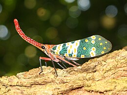 Gyertyafejű kabóca (Pyrops candelaria)