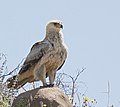 Tawny eagle