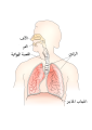 العربية • العربية