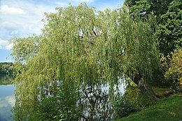 Salix x sepulcralis hibrid fűzfa