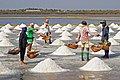 Sea salt harvesting