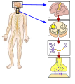 1. (Brain) Precentral gyrus: the origin of nerve signals initiating movement. 2. (Cross Section of Spinal Cord) Corticospinal tract: Mediator of message from brain to skeletal muscles. 3. Axon: the messenger cell that carries the command to contract muscles. 4. Neuromuscular junction: the messenger axon cell tells muscle cells to contract at this intersection