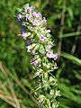 Thymus pulegioides on the german island Hiddensee in autumn, Photo by Kristian Peters