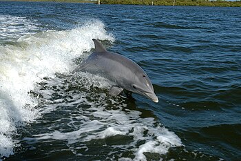 A wild Bottlenose Dolphin breaching