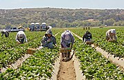 Men bending and kneeling to pick strawberries