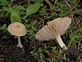 !Entoloma pallens!