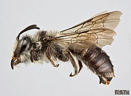 Alocandrena