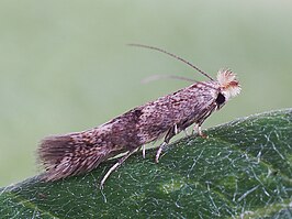 Bucculatrix humiliella